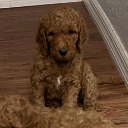 Vivien - Red  female Poodle puppy in Clearwater, Florida from Poodle Majesty