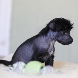 Girl 5 - Chinese Crested puppy from Family  Kennel Dao Dog