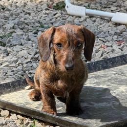 Rocky horror - Dachshund