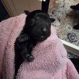 Boy 2 - male Labrador Retriever puppy in Theodore, Alabama from Folklore Canine L.L.C