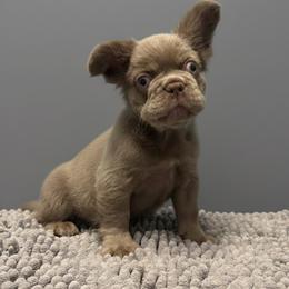 Teddy - Liver male French Bulldog puppy in Alexandria, Virginia from Boss Lady Kennel