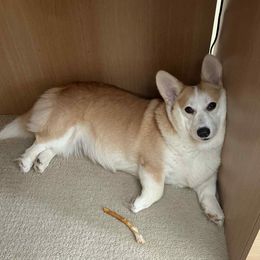 Avocado - Pembroke Welsh Corgi