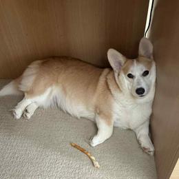 Avocado - Pembroke Welsh Corgi