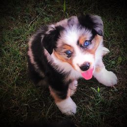 Australian Shepherd Puppies from Amazing Aussie’s