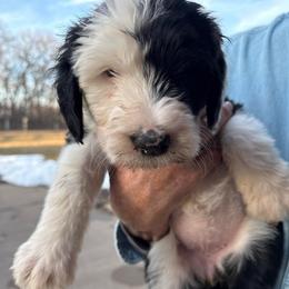Girl 2 lilac collar - Black and white female Sheepadoodle puppy in Eleva, Wisconsin from Molly’s Doodles