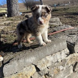Australian Shepherd Puppies from Spring Creek Pups