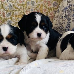 Cavalier King Charles Spaniels and Pembroke Welsh Corgis from Starry Lane Corgis and Cavaliers