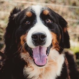 Bernese Mountain Dogs from Shadow Acres