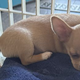 Chihuahuas from J and E