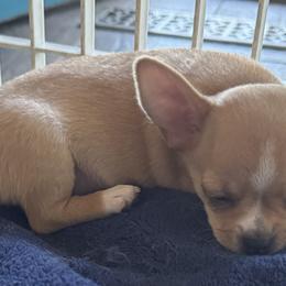 Chihuahuas from J and E