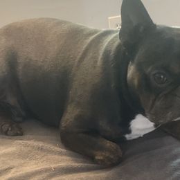 Louis - French Bulldog