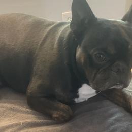 Louis - French Bulldog