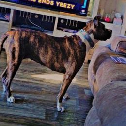 Boxers from Boxer Pure Blooded