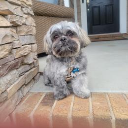 Shih Tzu All Grown Up from Charming Southern Shih Tzu
