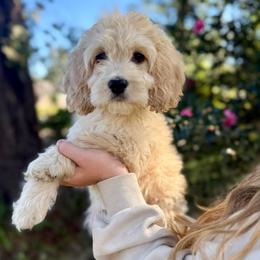 Bella Bay - Cream female Cockapoo puppy in Tallahassee, Florida from Panhandle Pups