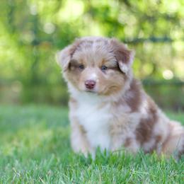 Rmm - Red merle male Miniature American Shepherd puppy in Stephenville, Texas from Diamond H Aussies