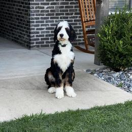 Bernedoodle and Goldendoodle All Grown Up from Colorado Springs Doodles