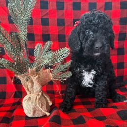 Fleur De Lis - Black female Goldendoodle puppy in Camden, North Carolina from Oopsie Doodles of NC