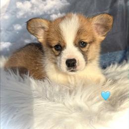 Tan Boy 3 - Red male Pembroke Welsh Corgi puppy in Bay Area, California from MJ's Corgis