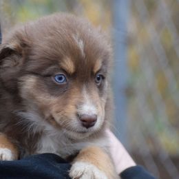 Girl 5 - Red tri-color female Australian Shepherd puppy in Three Rivers, Michigan from Mitten Australian Shepherds