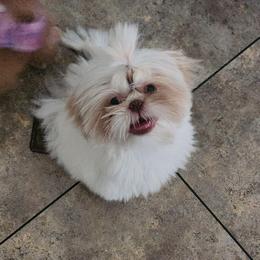 Benny - White male Shih Tzu puppy in Sapulpa, Oklahoma from Faith Hope and Love Shih Tzu's