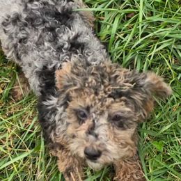 Rose - Merle female Cavapoo puppy in Lebanon, Kentucky from Mosaic Merle Doodles