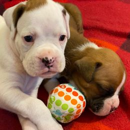 Trixie - White female Boxer puppy in Oregon, Illinois from Schaible's Boxer Huddle