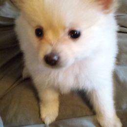 Pomeranians from Jamie's Pomeranians