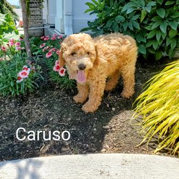 Goldendoodle Puppies from Brulee Doodles