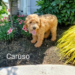 Goldendoodle Puppies from Brulee Doodles