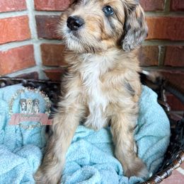 Aussiedoodle Puppies from Ridgeline Doodles