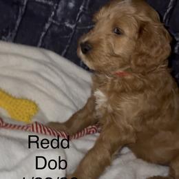Goldendoodle Puppies from A&B Happybreeds
