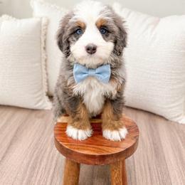 Barney - Blue merle male Bernedoodle puppy in Ormond Beach, Florida from Florida Coast Doodles