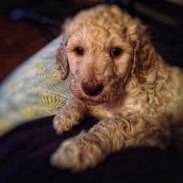 Poodle Puppies from Authentic Poodle Co