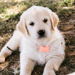 Solo - Light golden male Golden Retriever puppy in Mason, Michigan from Sweet Breeze Acres