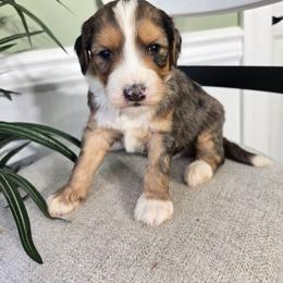 Tucker - Merle male Bernedoodle puppy in Holtwood, Pennsylvania from Country Ridge Puppies