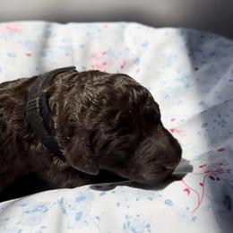 Willow - Chocolate female Labradoodle puppy in Stamford, Connecticut from Doodles of CT