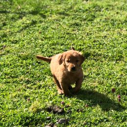 Golden Retriever Puppies from Trisha Ferris' Golden Retrievers