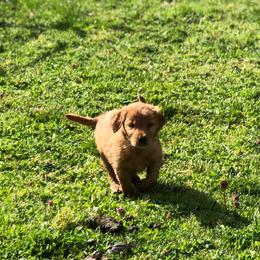 Golden Retriever Puppies from Trisha Ferris' Golden Retrievers