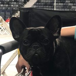 Edward - French Bulldog