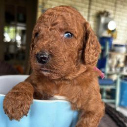 Purple Collar - Female - Chocolate female Goldendoodle puppy in Eunice, Louisiana from Maison De Pawz