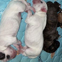 Boxers from Seas The Day