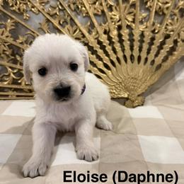 Eloise (Daphne) - Light golden female Golden Retriever puppy in Conroe, Texas from Tails of Cypress