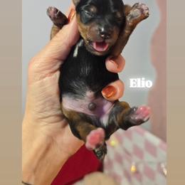Elio - Black and tan male Yorkshire Terrier puppy in Greenwood, Wisconsin from Selah and Co.