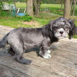 Berry - Blue male Shih Tzu puppy in Wild Rose, Wisconsin from Sorenson's Shih-tzus