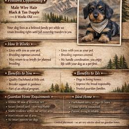 Festus - Dapple male Dachshund puppy in Alexander, Wyoming from Wild Rose Ridge Doxies