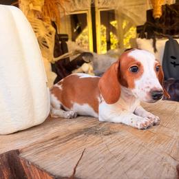 Hunter - Dapple male Dachshund puppy in Washburn, Tennessee from Clinch Mountain Dachshunds