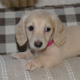 Linen - Cream female Dachshund puppy in Valley Springs, California from Renberg's Elite Dachshunds