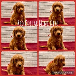 Red Collar Girl - Red  female Goldendoodle puppy in San Augustine, Texas from Vintage Doodles