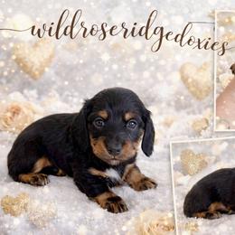 Boone - Black and tan male Dachshund puppy in Alexander, North Dakota from Wild Rose Ridge Doxies